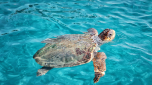 TURTLE ISLAND 311600X900