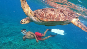 TURTLE ISLAND 4 11600X900