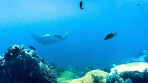 MANTA POINT (1)