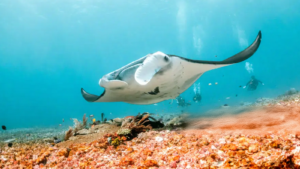 MANTA POINT (4)