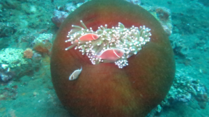 Tulamben Diving – US Liberty Shipwreck (1)