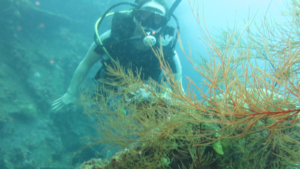 Tulamben Diving – US Liberty Shipwreck (4)