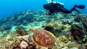 Untitled-1_0001_wanna-race-diving-Padang-Bai